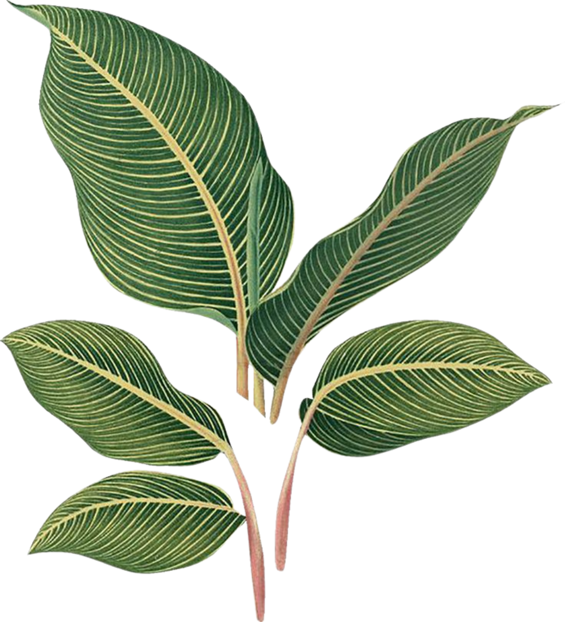 Plant Leaves Illustration